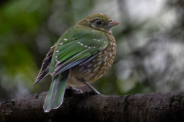 Obraz premium Australian Green Catbird perched on rainforest log