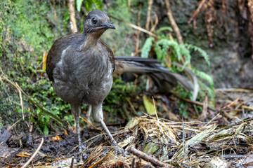 Fototapeta premium Close up of Australian Superb Lyrebird