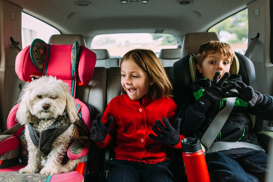 Expressive Children in Backseat of Car and Dog in Carseat