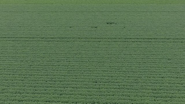 Crop plantation at farm. Agriculture and cultivation. Aerial top view on green crop field. Nature environment. Green harvest in field. Summer green field. Agricultural aerial landscape