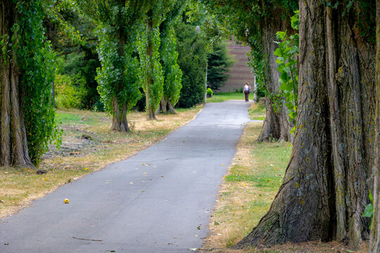 Summer landscape with urban park, Paved walkway winding through a peaceful lined with tall and lush green trees. A solitary walker strolls in the background, Creating a serene, Inviting atmosphere.