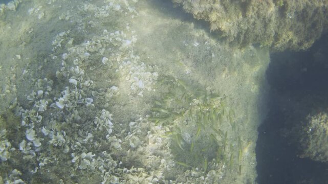 School of small fish hiding among rock formations and marine algae on the seabed, creating a natural underwater ecosystem
