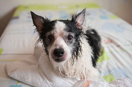 Senior dog with wet fur resting on a bed after bathing at home, waiting to be dried. Geriatric dog.