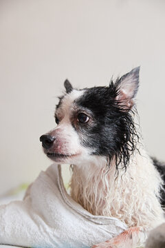 Senior dog with wet fur resting on a bed after bathing at home, waiting to be dried. Geriatric dog.