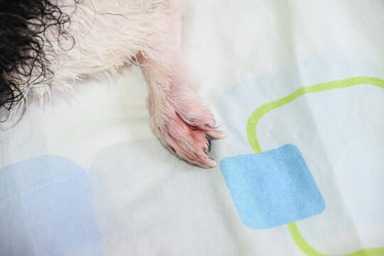 Senior dog with wet paw and long nail showing symptoms associated with Malassezia dermatitis.