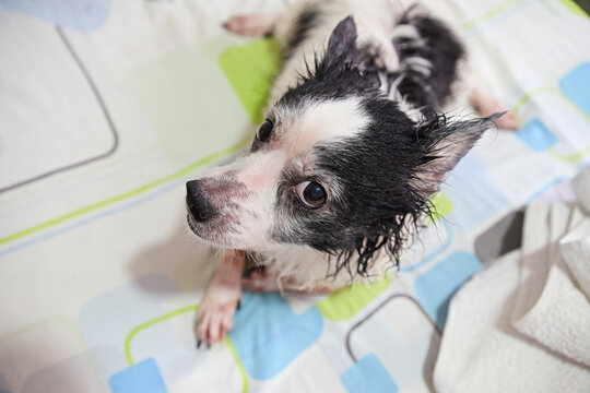 Senior dog with wet fur and visible paw waiting to be dried after bathing at home with Malassezia dermatitis