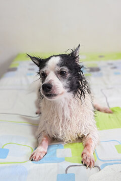 Senior dog with wet fur resting on a bed after bathing at home, waiting to be dried. Geriatric dog.