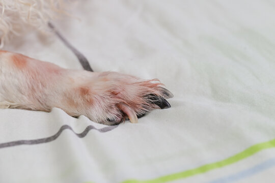 Senior dog with wet paw and long nail showing symptoms associated with Malassezia dermatitis.
