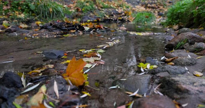 Bright yellow-red maple leaves on the surface of a clear puddle, a carpet of maple leaves filled the rocky streambed in the park in October