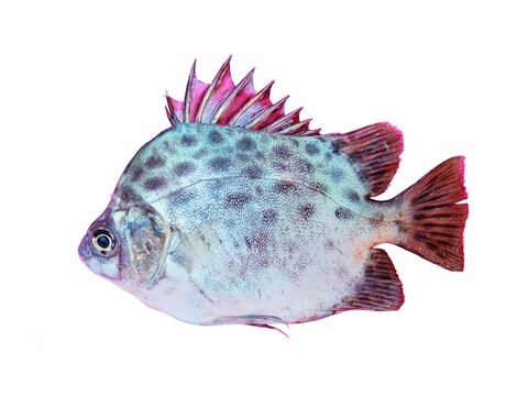 Spotted scat fish ( Scatophagus argus ) isolated on a white background.