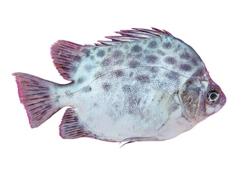 Spotted scat fish isolated on a white background.
