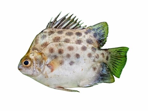 Spotted scat fish isolated on a white background.