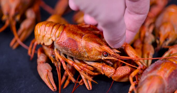 Spread out ready-made red crayfish on a dark plate, a group of ready-made crayfish with claws for a good appetite 