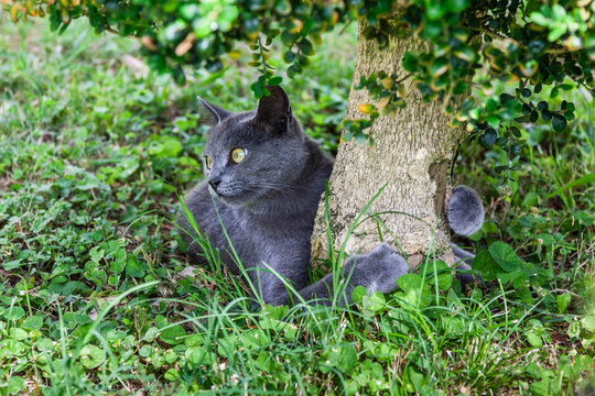 cute cat in the garden watching the area  and embracing a small tree with her paws