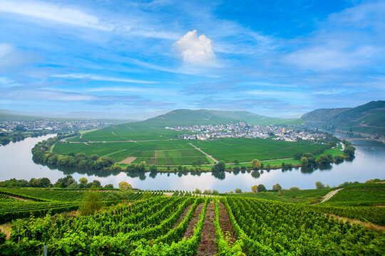 famous Moselle river loop in Trittenheim