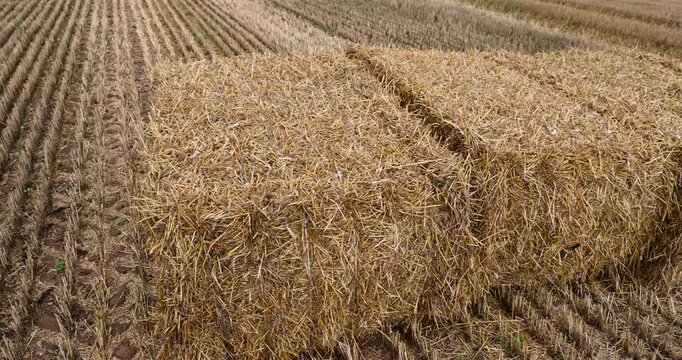 Yellow straw bale on harvested wheat field close up, square hay bale standing on dry agriculture crop field