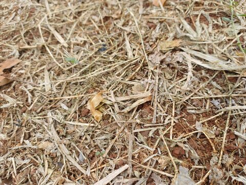 Dry straw grass and brittle brown leaves scattered across rough textured earthy ground surface. Nature texture concept

