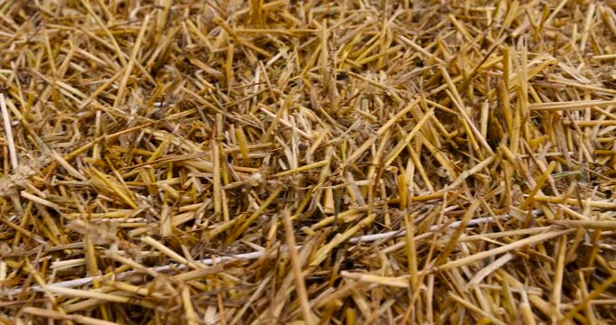 Dry yellow straw background pattern, heap of organic agriculture cereal hay stalks  in farm environment