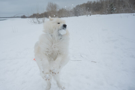 Fluffy samoyed dog jumping and catching snowball in winter