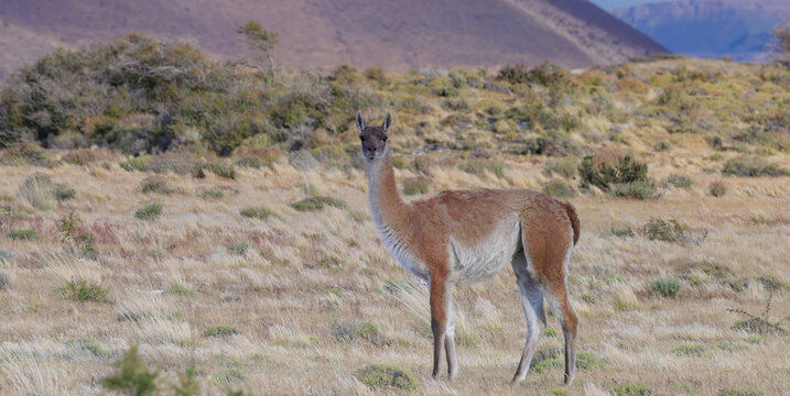 a guanaco looking at the camera at torres del paine national park in patagonia, chile