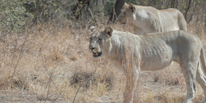 a close up of two lioness approaching at pilanesberg national park in south africa