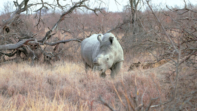 a male white rhinoceros, dehorned to deter poachers, at dawn in kruger national park of south africa