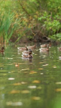 Multiple ducklings move gently through leaf strewn aquatic. One duck swims forward with slight head dips amidst. Ducks float among greenery with scattered fallen autumnal