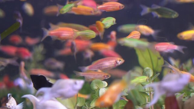 School of Colorful Zebra Danio GloFish Swimming in Aquascape Tank