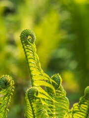 Natural green young ostrich fern or shuttlecock fern © Dmitrii Potashkin