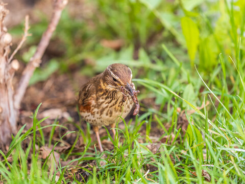 Wood bird Redwing, Turdus iliacus, on a sprng lawn.