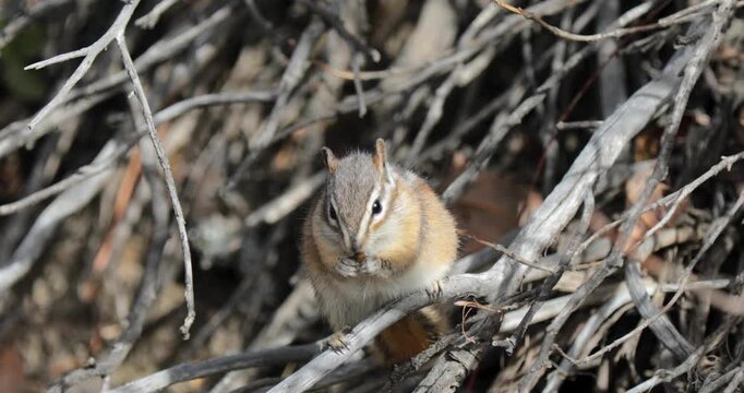 Chipmunk sits quietly on thin branches