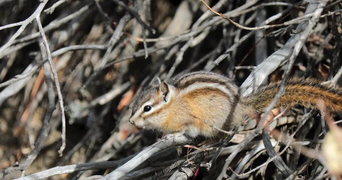 Small chipmunk in dry brush, sniffing and moving