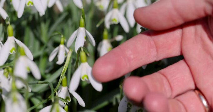 Fresh white snowdrops on the spring lawn of a country park, wild primroses, snowdrops symbolize the awakening of nature in April