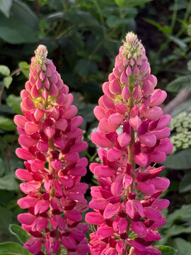 Pink lupine flower spikes blooming in garden