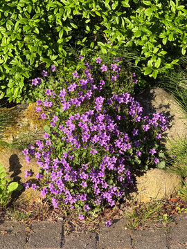 Purple campanula bellflowers blooming in garden rockery