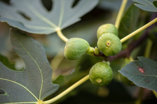 Green and astringent figs on the branches