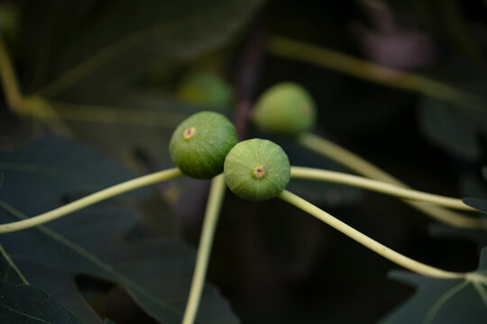 Green and astringent figs on the branches