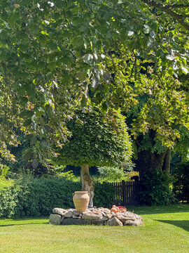 Topiary tree with terracotta urn on stone base in garden