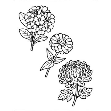 chrysanthemums, zinnias, and primroses botanical illustration, detailed line drawing