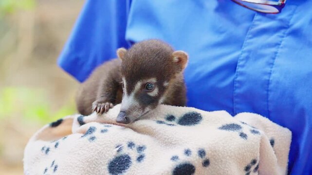 Veterinarian holding adorable baby coati cub