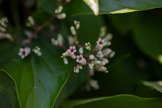 Blooming flower of Paederia foetida