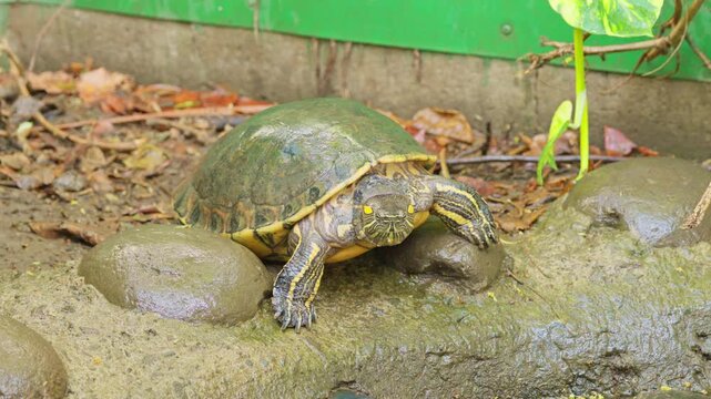 Red eared slider turtle opening its mouth