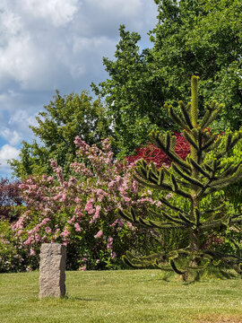Monkey puzzle tree and flowering shrub in garden in Germany