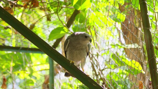 Captive goshawk perching on a branch