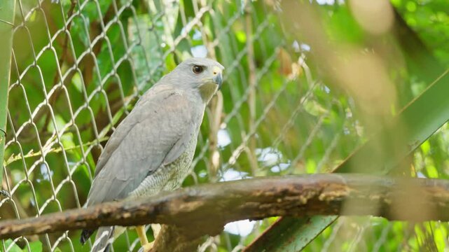 Grey hawk perching inside a captivity enclosure