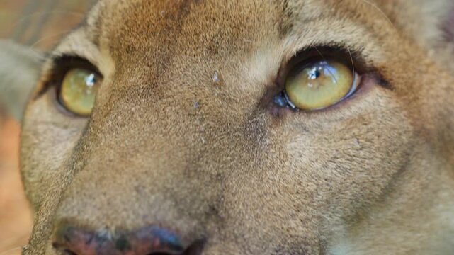 Puma cougar looking around intensely close up
