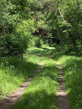 Dirt path through sunny green forest in Schleswig-Holstein