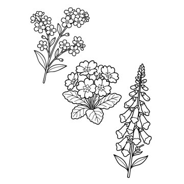 floral elements illustration, detailed line drawing of primroses and foxgloves