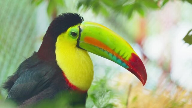 Keel-billed toucan perching in a tropical rainforest