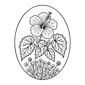 hibiscus, clover, and begonia botanical illustration. detailed floral design with leaves